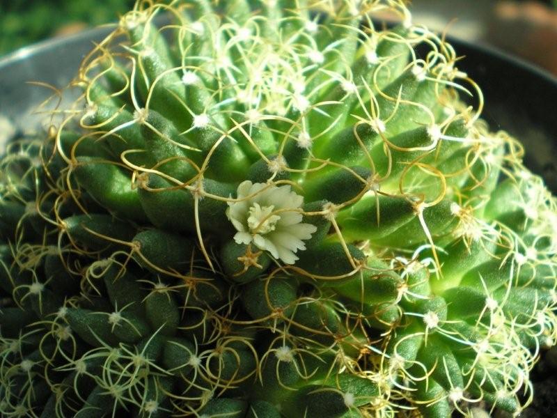 Mammillaria decipiens ssp. camptotricha 