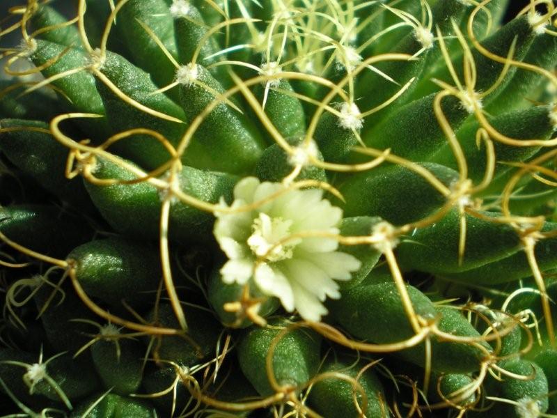 Mammillaria decipiens ssp. camptotricha 