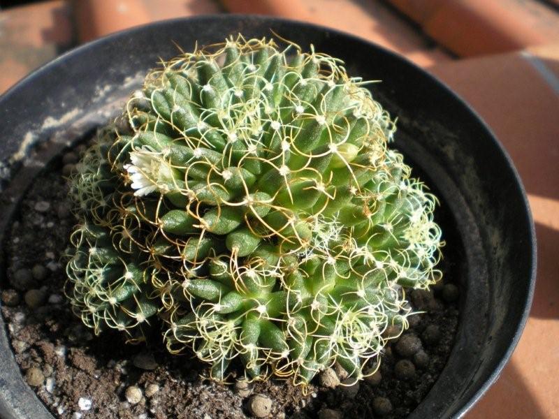 Mammillaria decipiens ssp. camptotricha 