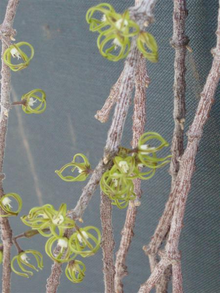 Cynanchum marnierianum 