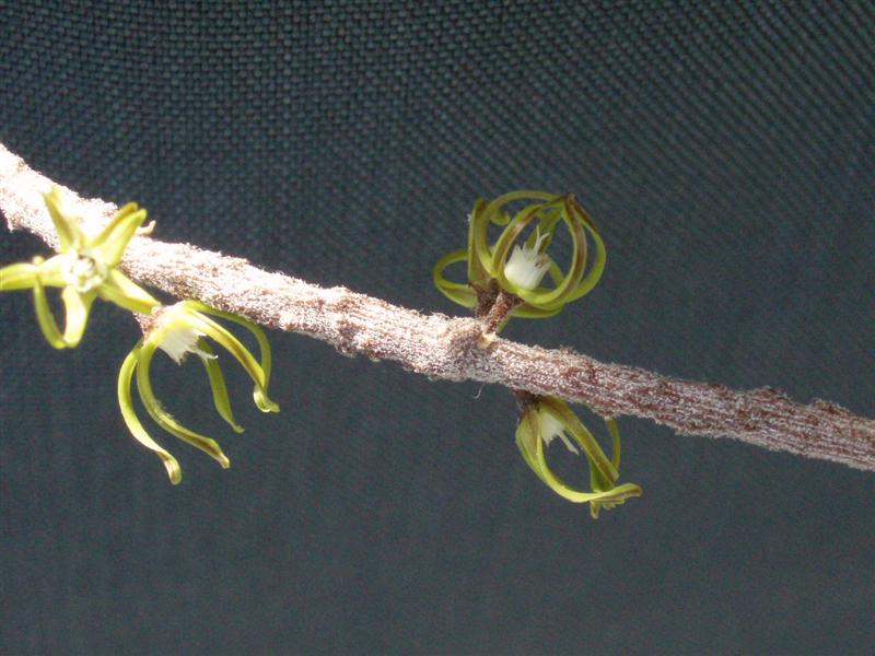 Cynanchum marnierianum 