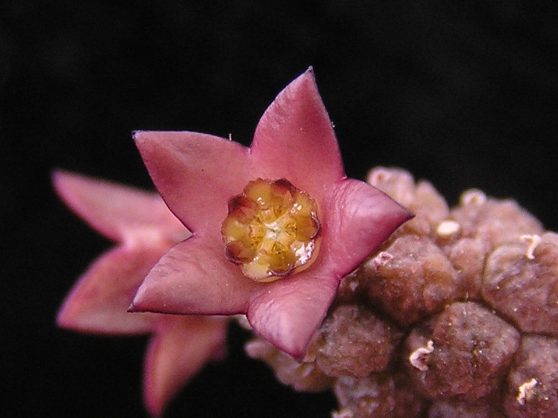 Echidnopsis leachii 