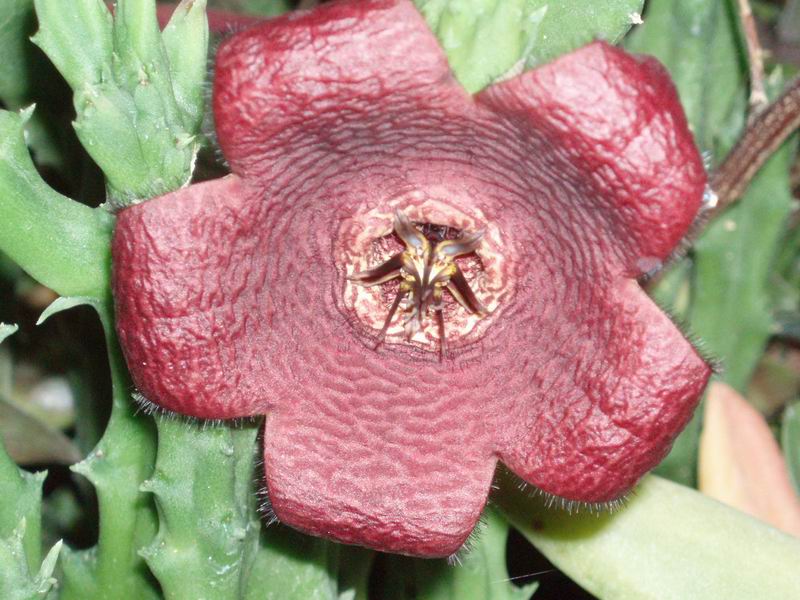 Stapelia incomparabilis 