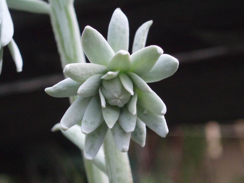 Senecio cephalophorus 