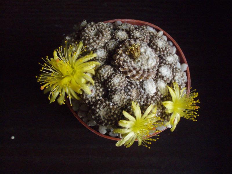 Copiapoa laui 