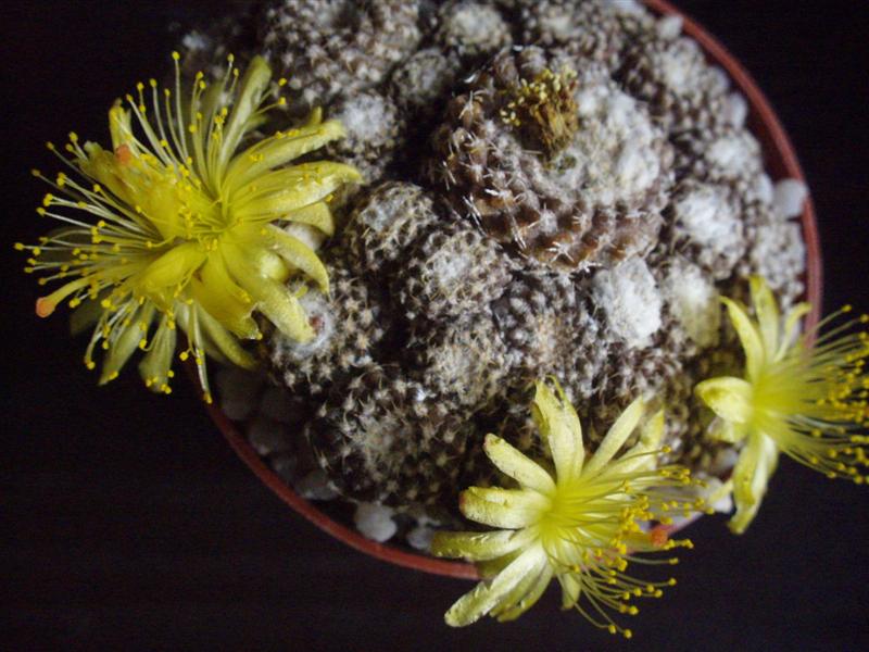 Copiapoa laui 