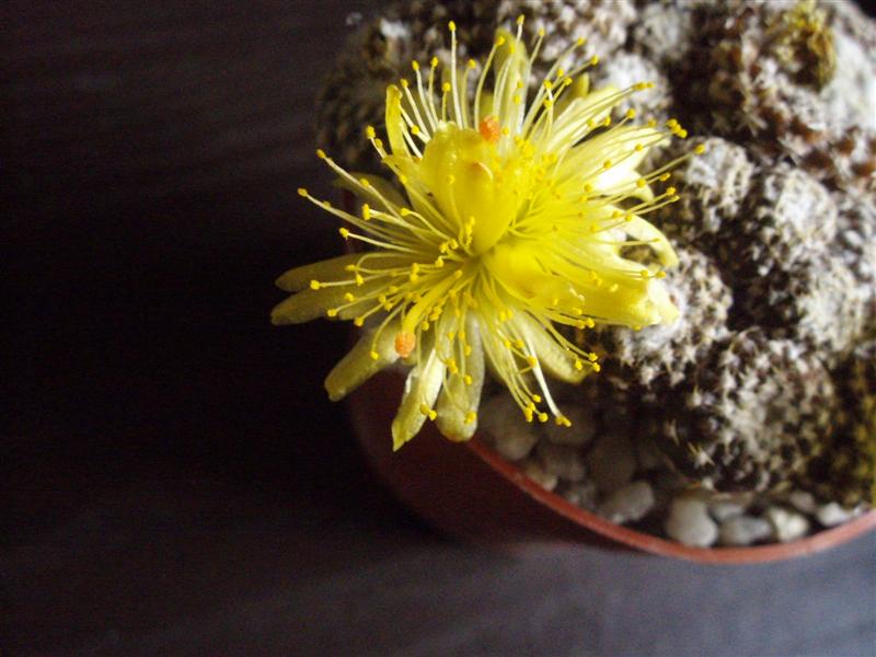 Copiapoa laui 