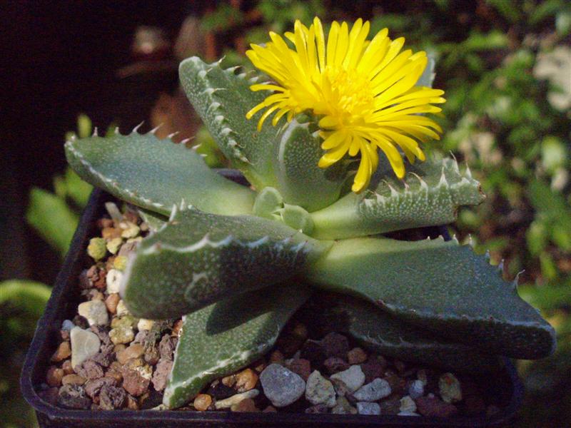 Faucaria tigrina 