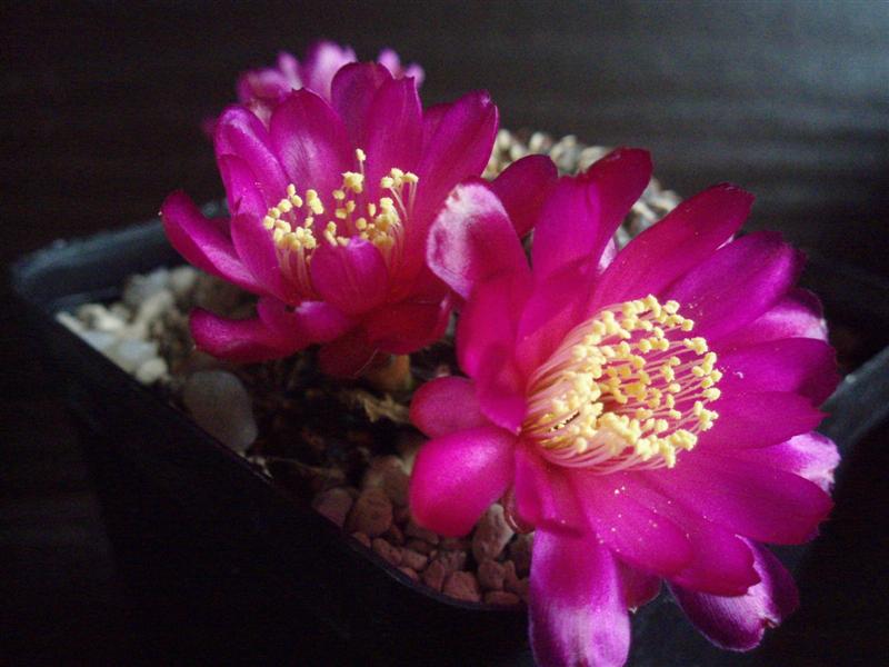 Sulcorebutia heinzii 