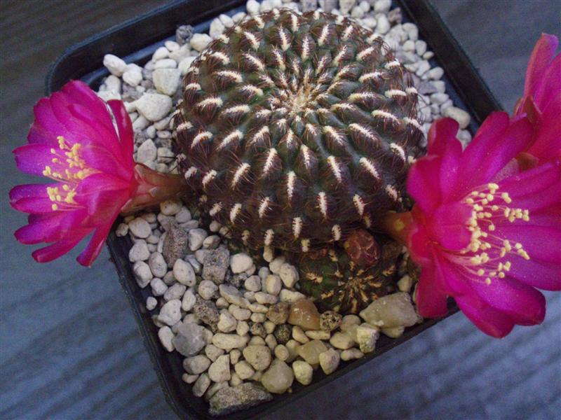 Sulcorebutia Heinzii 