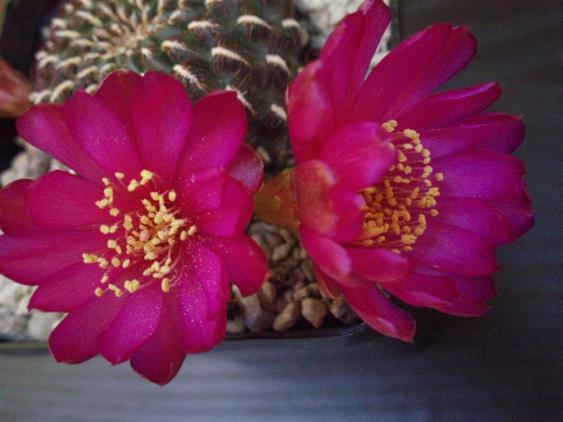 Sulcorebutia heinzii 