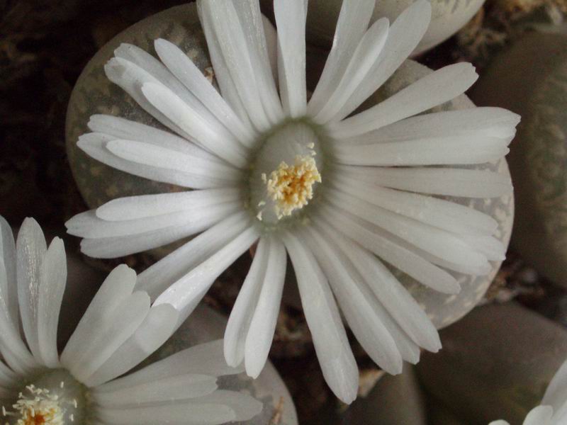 Lithops marmorata 