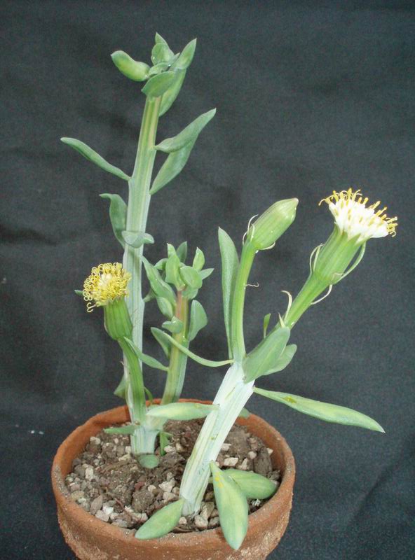 Senecio anteuphorbium 