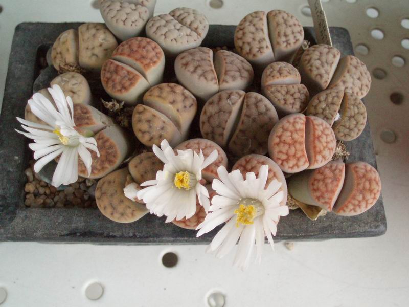 Lithops karasmontana 