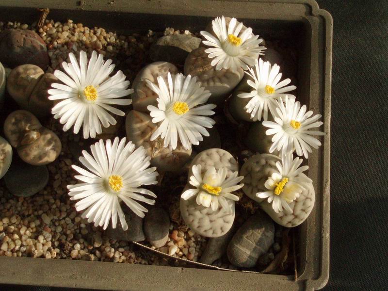 Lithops karasmontana 