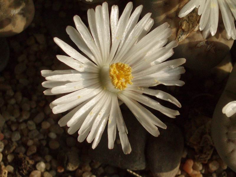 Lithops karasmontana 