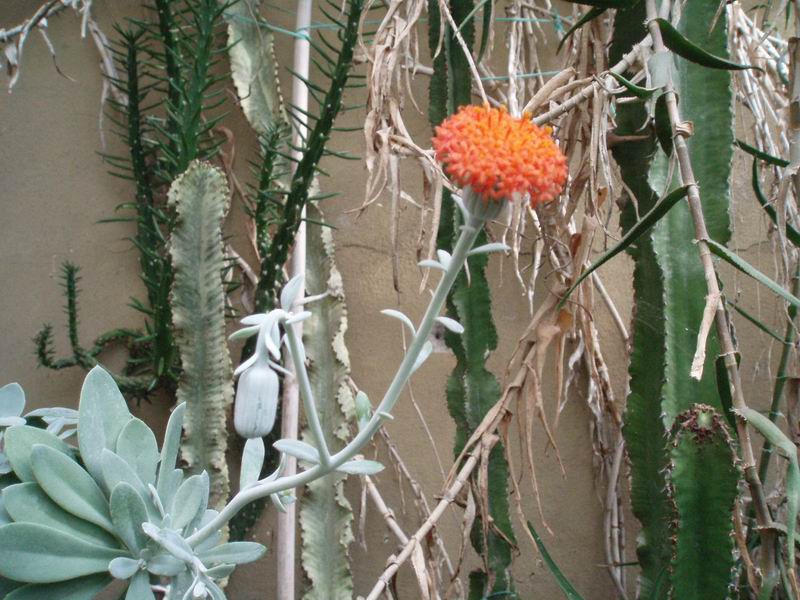 Senecio galpinii 