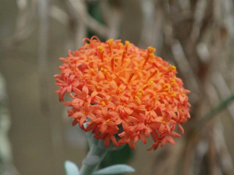 Senecio galpinii 