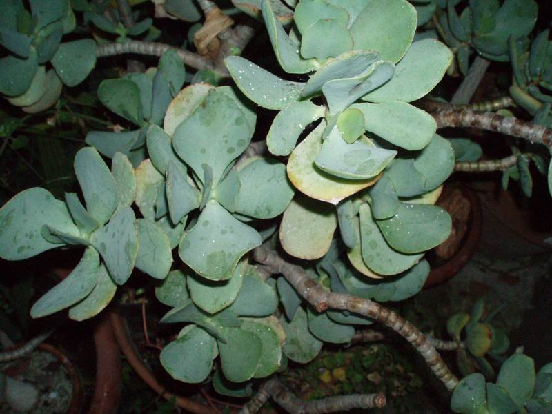 Crassula arborescens 