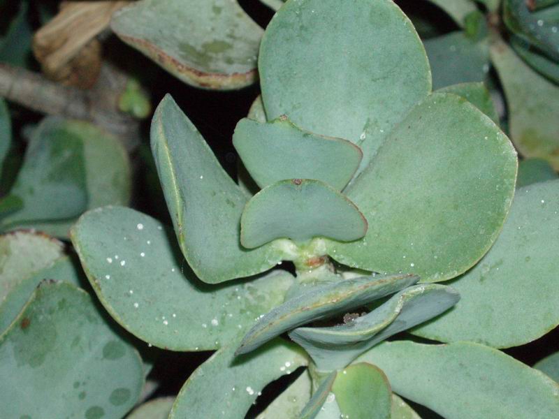 Crassula arborescens 