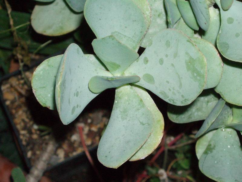 Crassula arborescens 