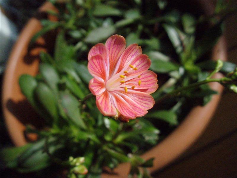 Lewisia cotyledon 