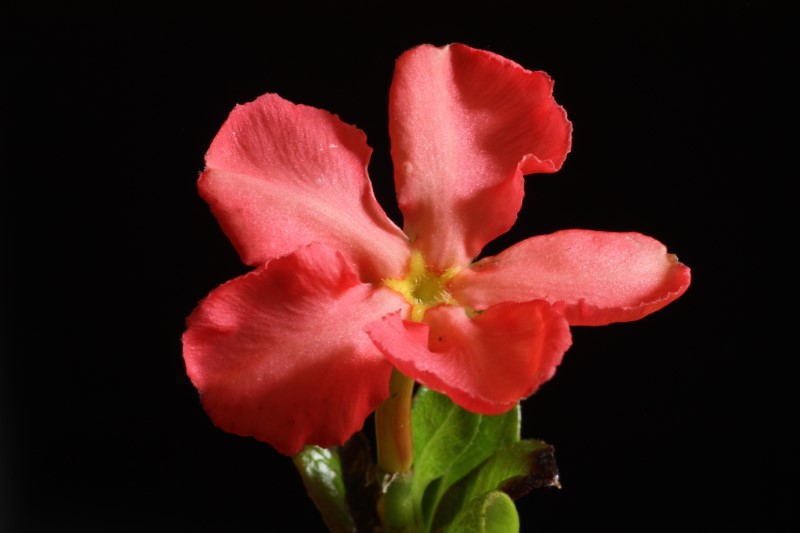 Pachypodium baronii v. windsorii 