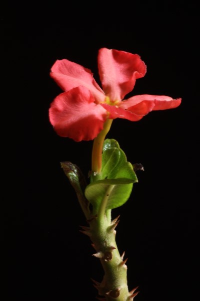 Pachypodium baronii v. windsorii 