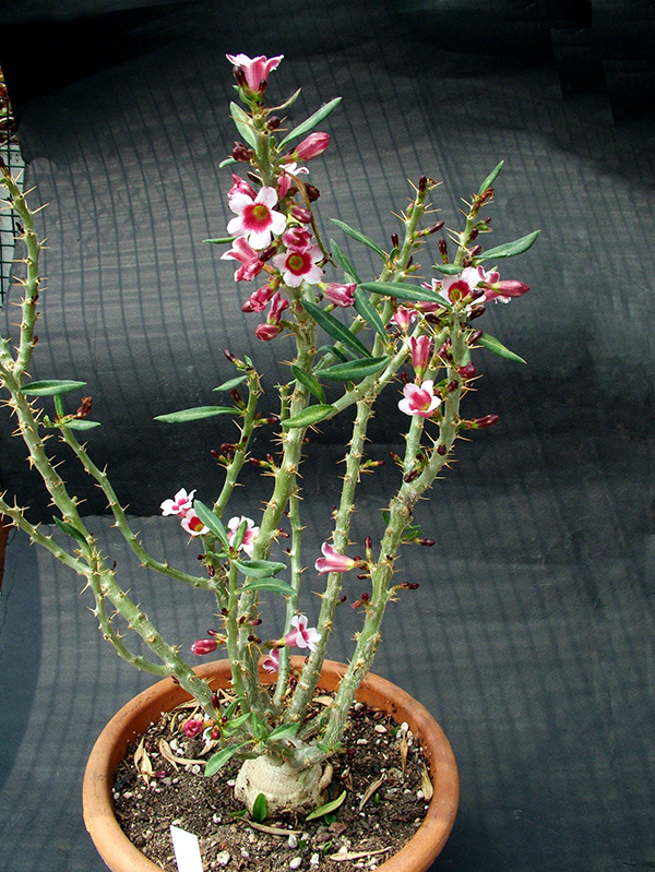 pachypodium bispinosum