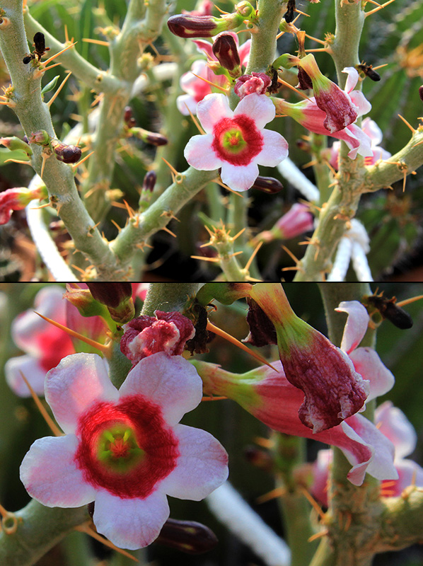 Pachypodium bispinosum 