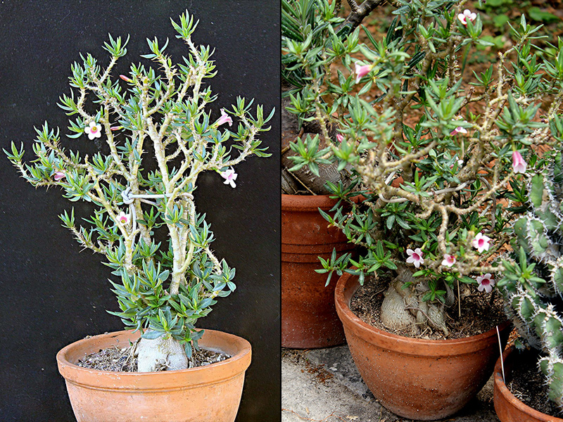 Pachypodium bispinosum 