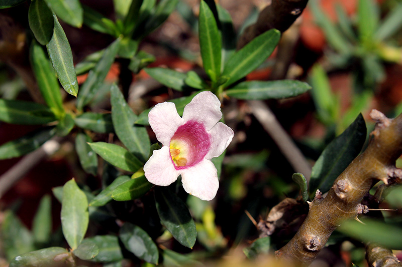 Pachypodium bispinosum 