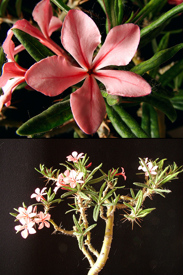 Pachypodium succulentum 