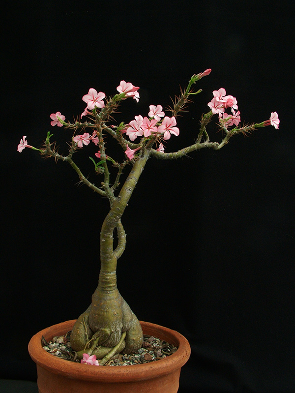Pachypodium succulentum 