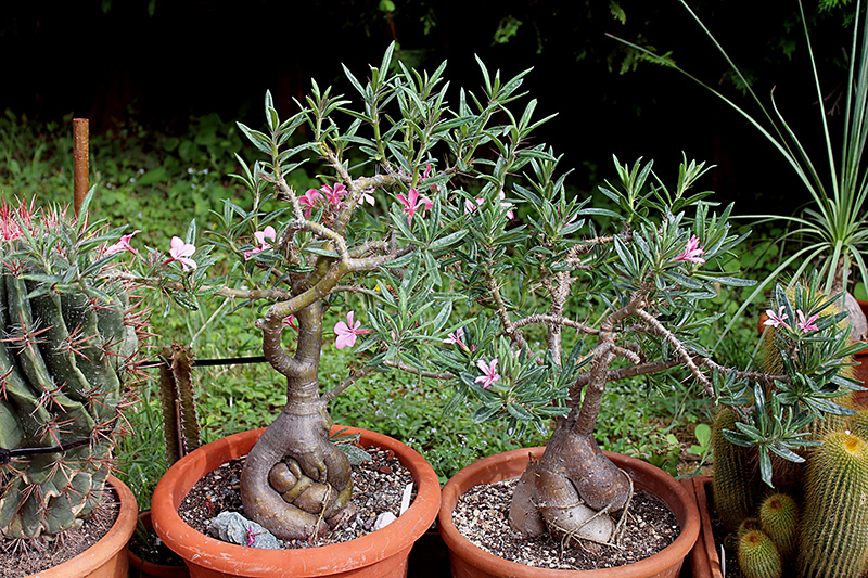 Pachypodium succulentum 