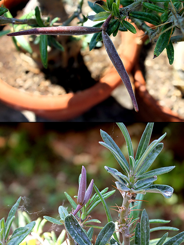 Pachypodium succulentum 