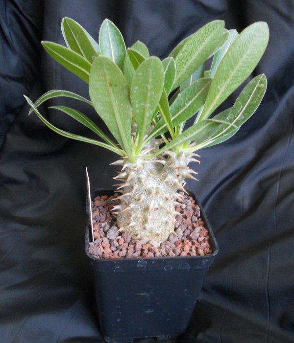 Pachypodium horombense 