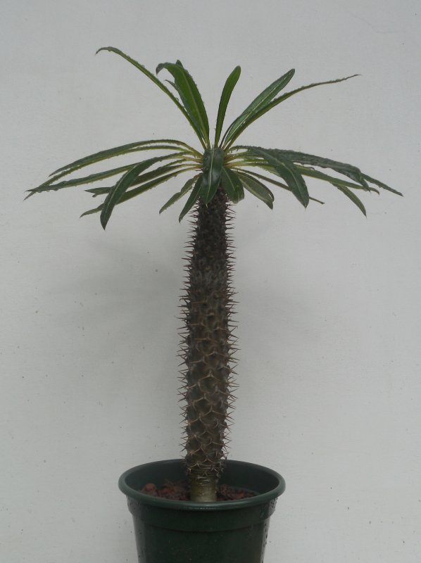 Pachypodium lamerei 