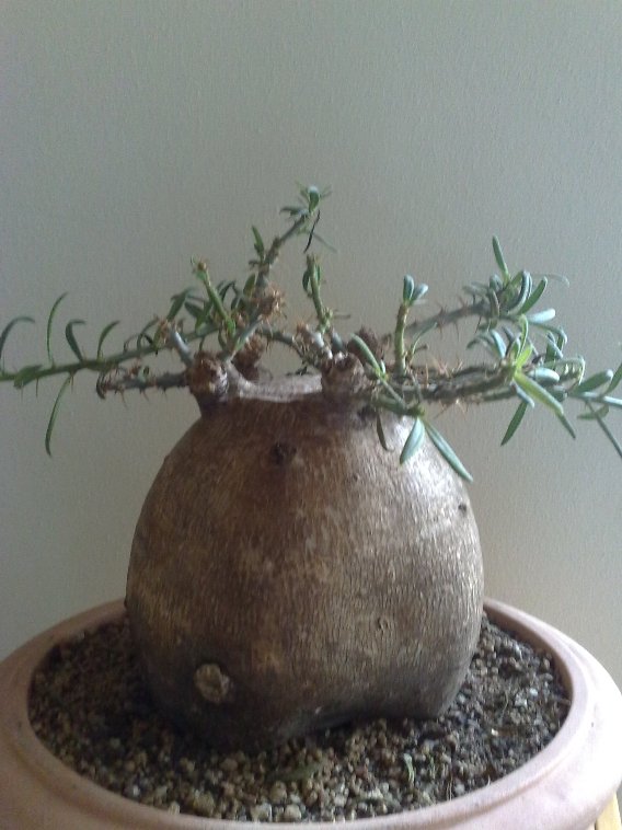 Pachypodium bispinosum 