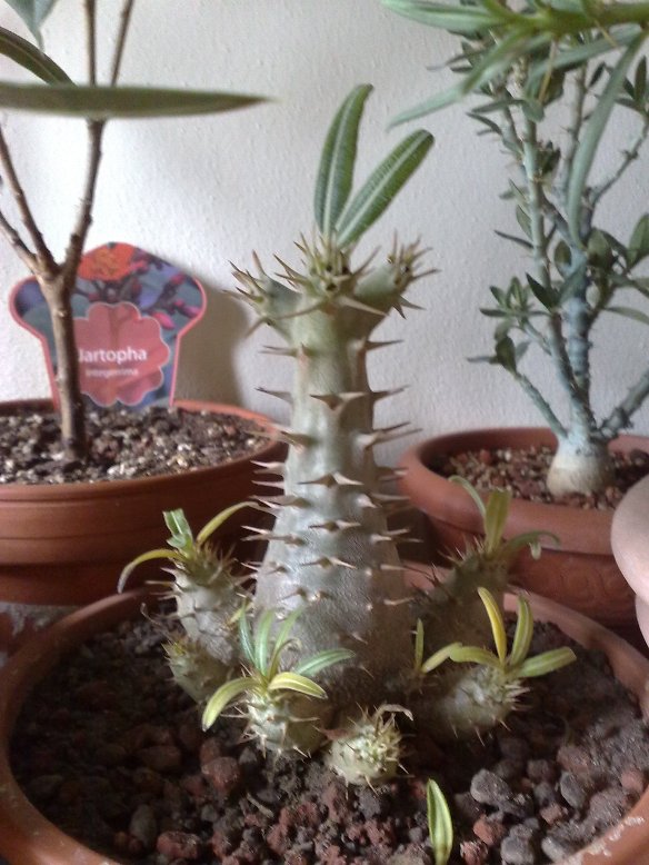 pachypodium horombense 