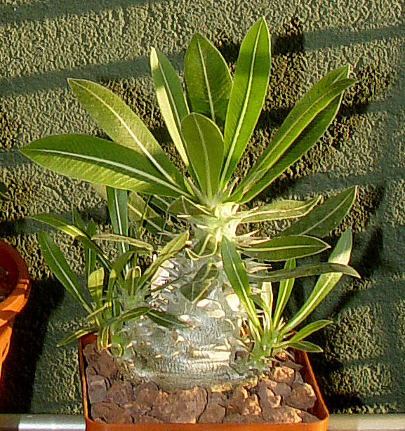 Pachypodium horombense 