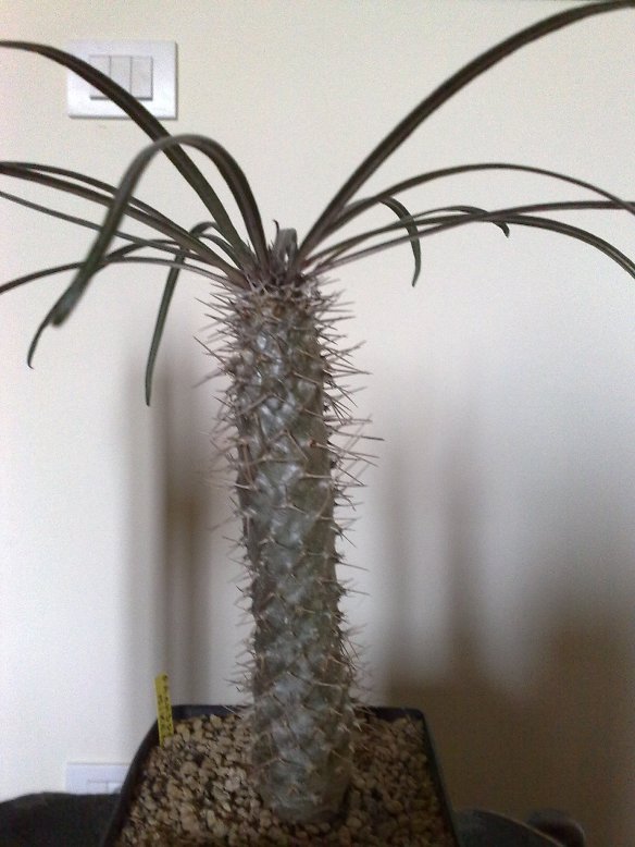 pachypodium mikea