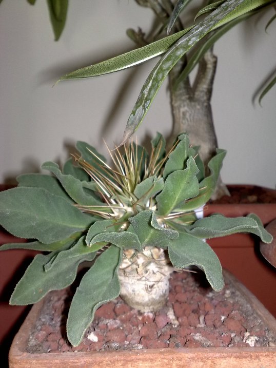 Pachypodium namaquanum 