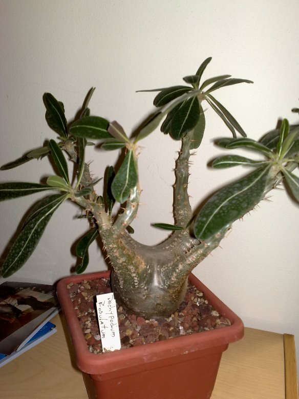 Pachypodium rosulatum 