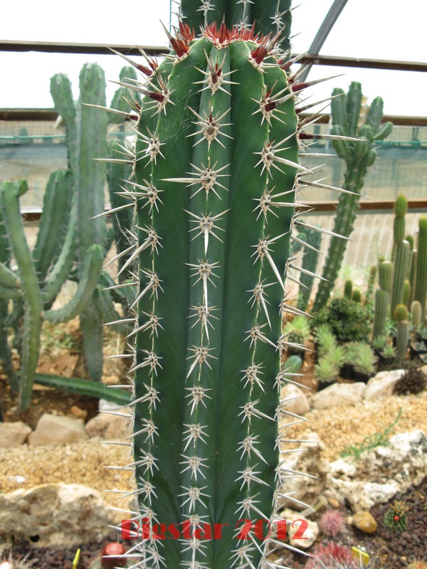 Pachycereus pecten-aboriginum 