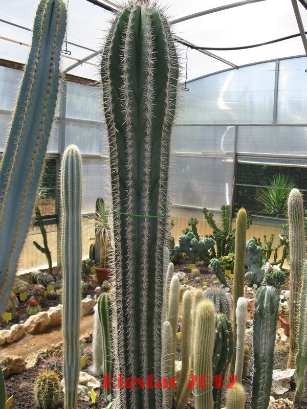 Pachycereus pringlei 