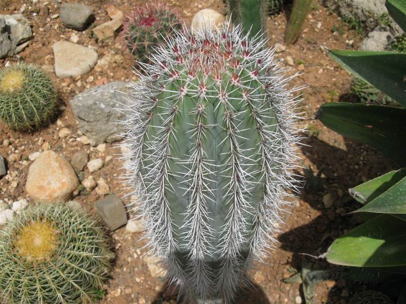 Pachycereus pringlei 