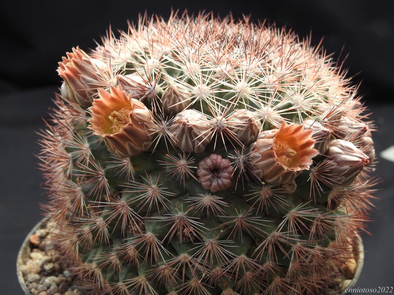 Mammillaria pachycylindrica 