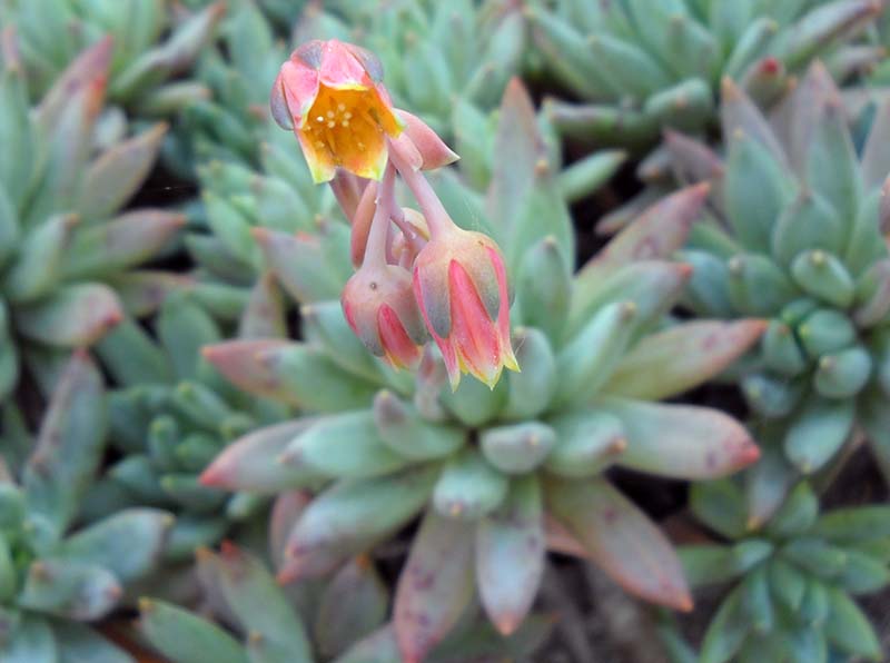 Pachyphytum compactum 