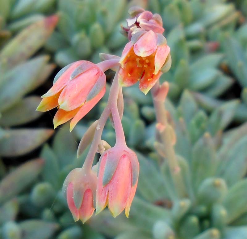 Pachyphytum compactum 